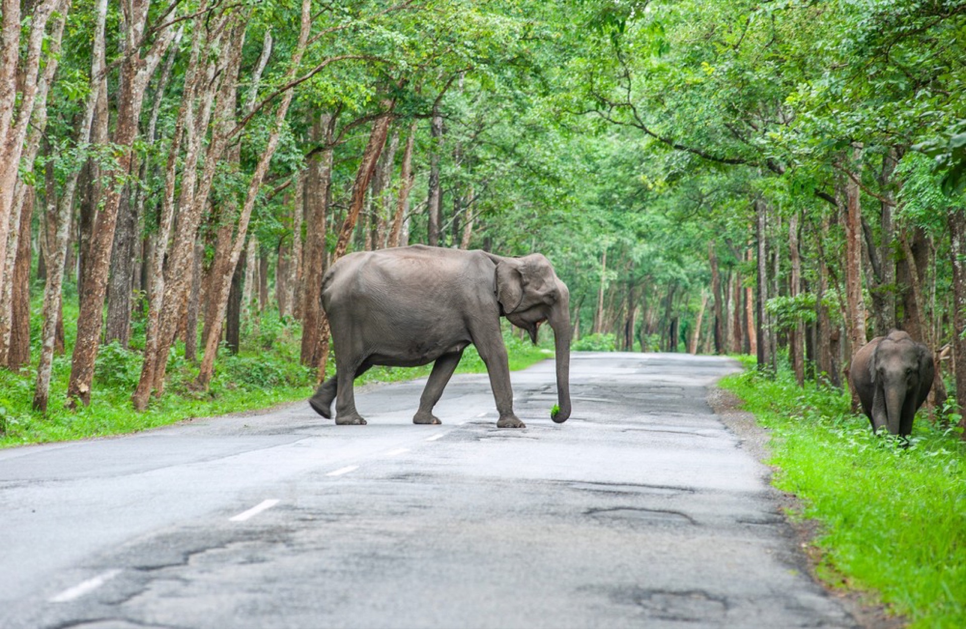 Wayanad wildlife sanctuary experience