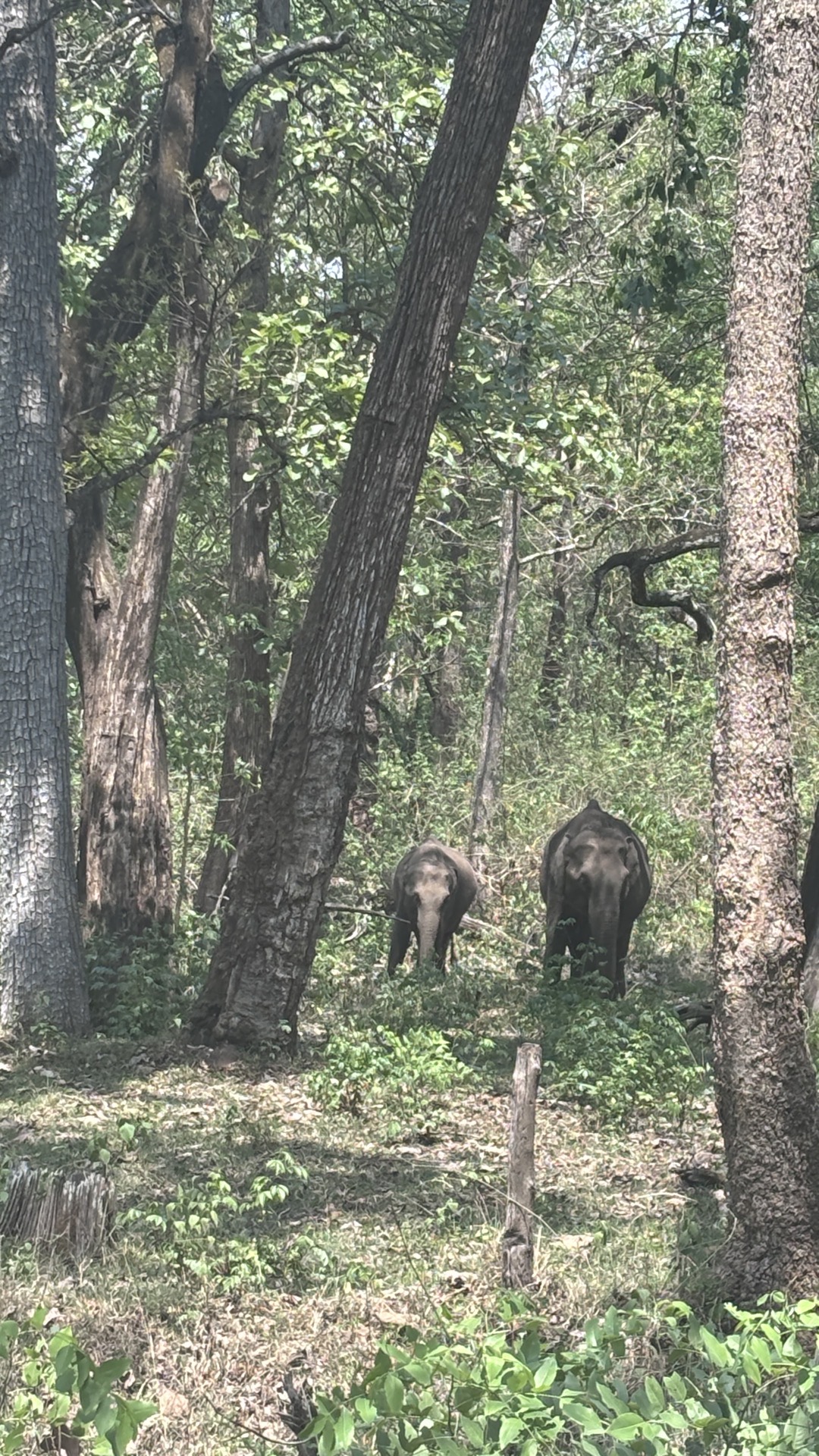 Wildlife route via Nagarhole from Bangalore